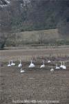 H22.04.15 熊石海岸、春日白鳥