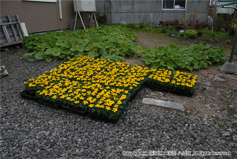 H22.05.24～27 元町１区花（ふれあいのまちボランティア）