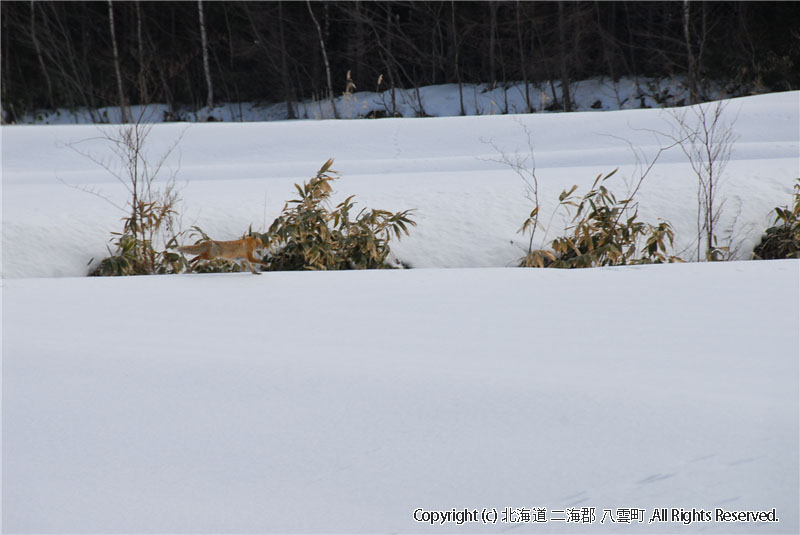 H23.03.06 キタキツネ