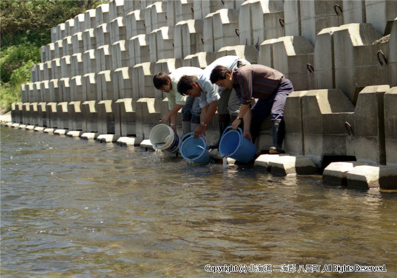 年不明　稚魚放流