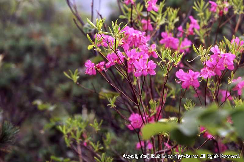 木の花