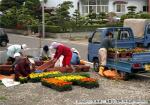 H10.05.24 花いっぱい実践町内会花壇・プランターづくり