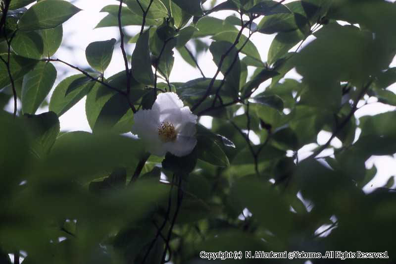 木の花