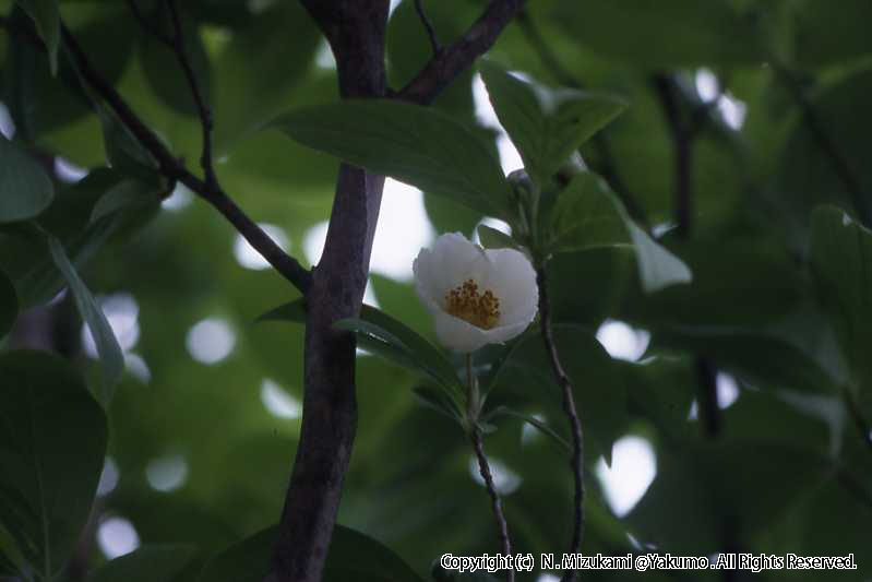 木の花