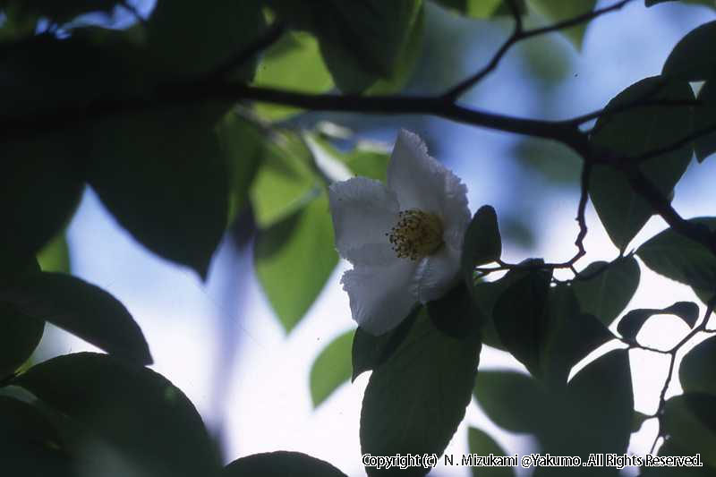 木の花