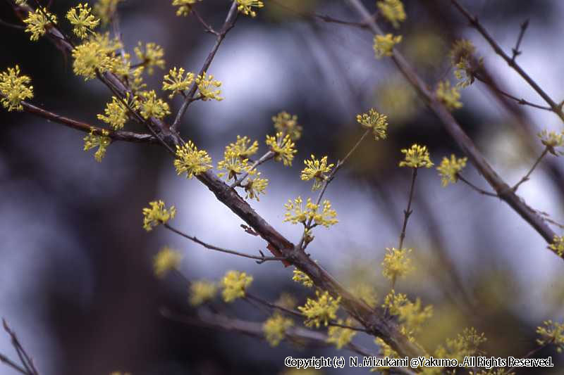 木の芽