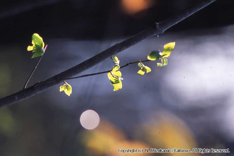 木の芽