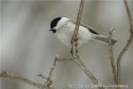 動物