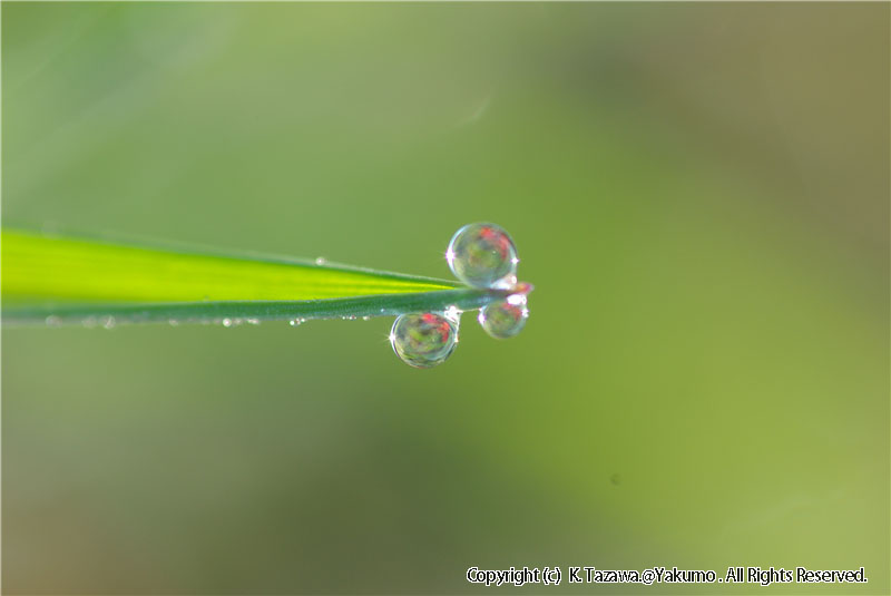 露