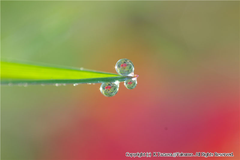 露