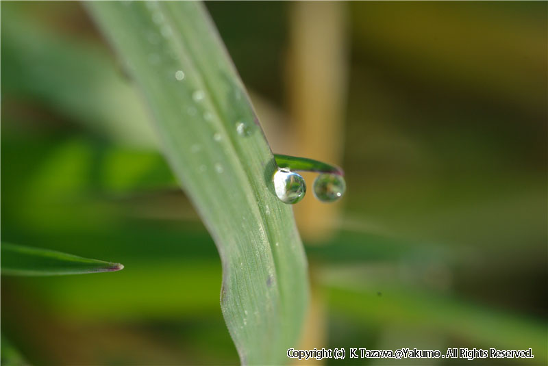 露