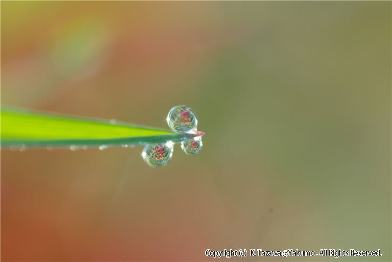 露