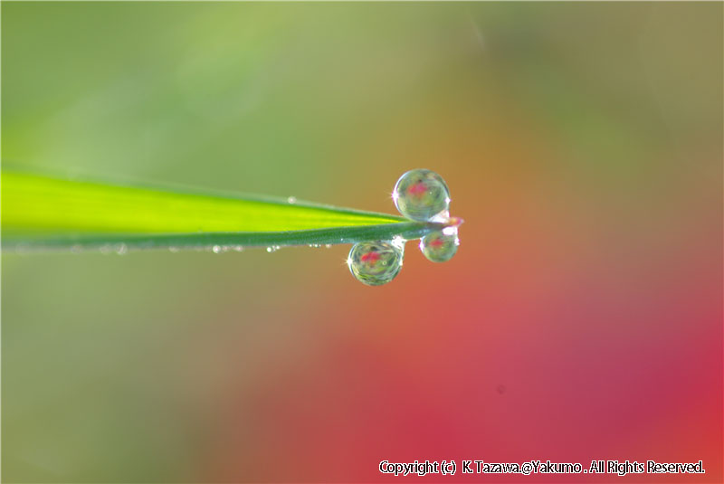露