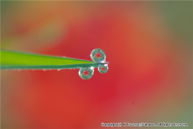 露