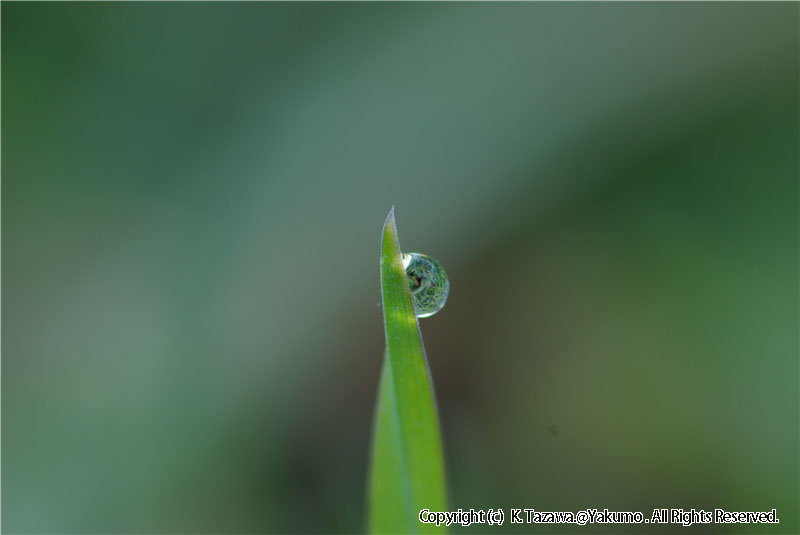 露
