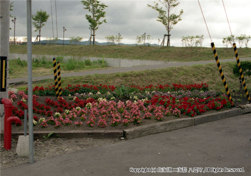 年不明　花関係