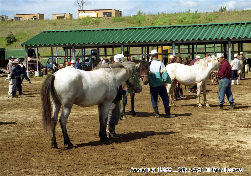 H15.08.30 全道和種馬共励会