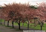 さらんべ公園桜まつり