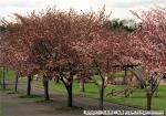 さらんべ公園桜まつり