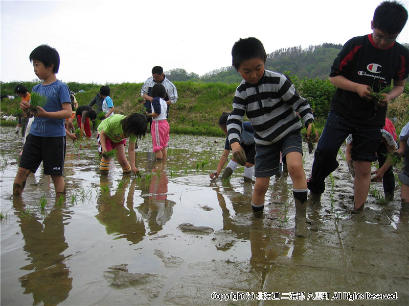 相沼小学校　田植え