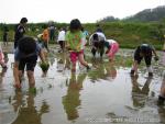 相沼小学校　田植え