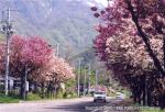 湯ノ沢線桜並木