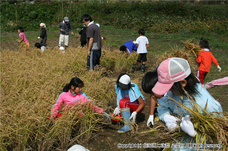 相沼小学校　稲刈り