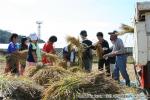 相沼小学校　稲刈り