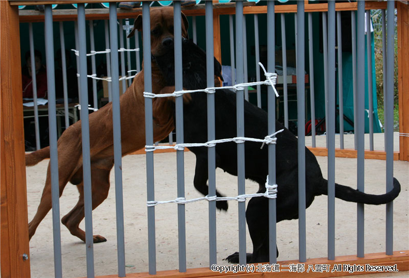 H18.10.08　闘犬大会