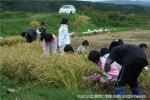 平成19年　相沼小学校 稲刈り