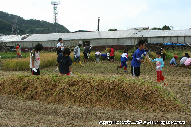 平成19年　相沼小学校 稲刈り