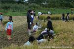 平成19年　相沼小学校 稲刈り