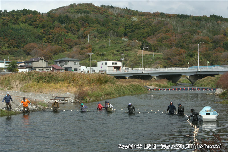 H20.10.14　わくわく鮭捕獲見学