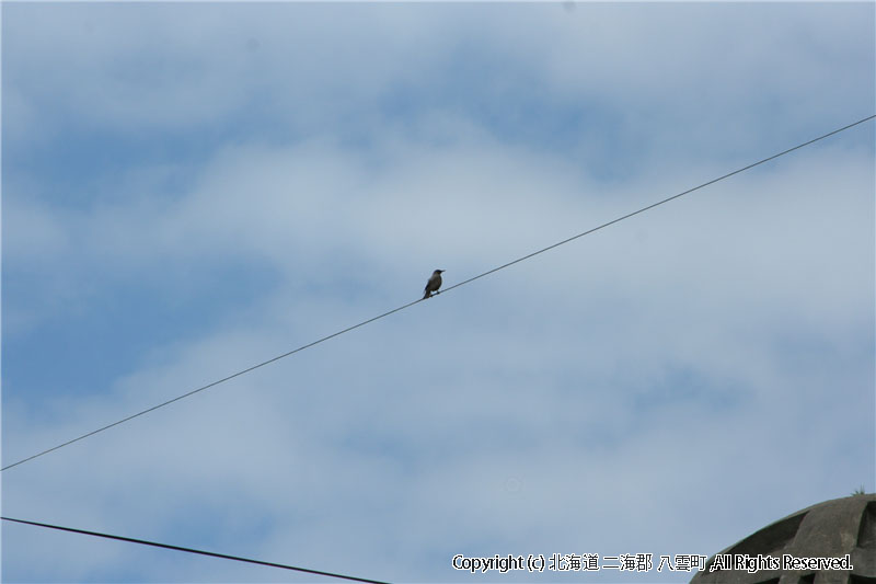 H20.06.05　鳥