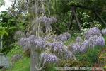 平成20年　関内地区藤の花