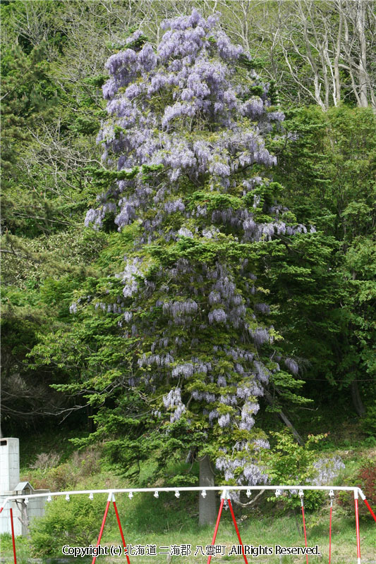 平成20年　関内地区藤の花