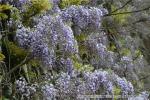 平成20年　関内地区藤の花