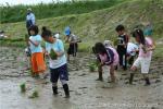 平成20年　相沼小学校　田植え