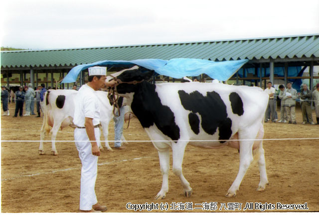 H13.08.01 道南畜産共進会八雲町家畜共進会場（立岩）