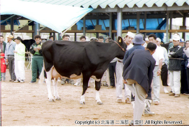 H13.08.01 道南畜産共進会八雲町家畜共進会場（立岩）