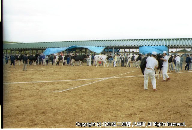 H13.08.01 道南畜産共進会八雲町家畜共進会場（立岩）