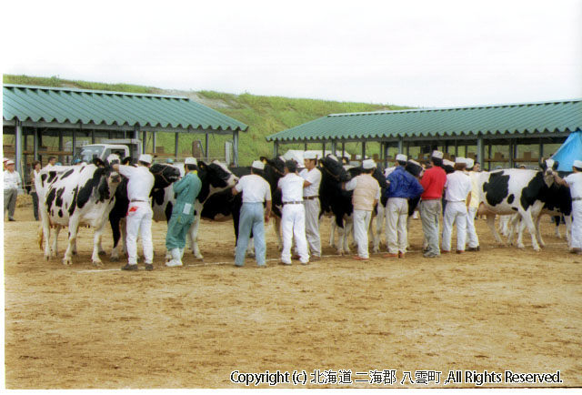 H13.08.01 道南畜産共進会八雲町家畜共進会場（立岩）