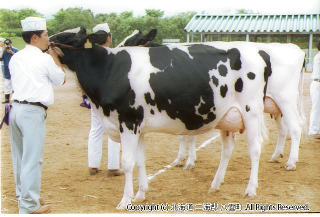 H13.08.01 道南畜産共進会八雲町家畜共進会場（立岩）