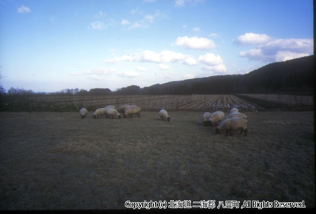 H14.12.02　ひつじ（工藤ファーム）