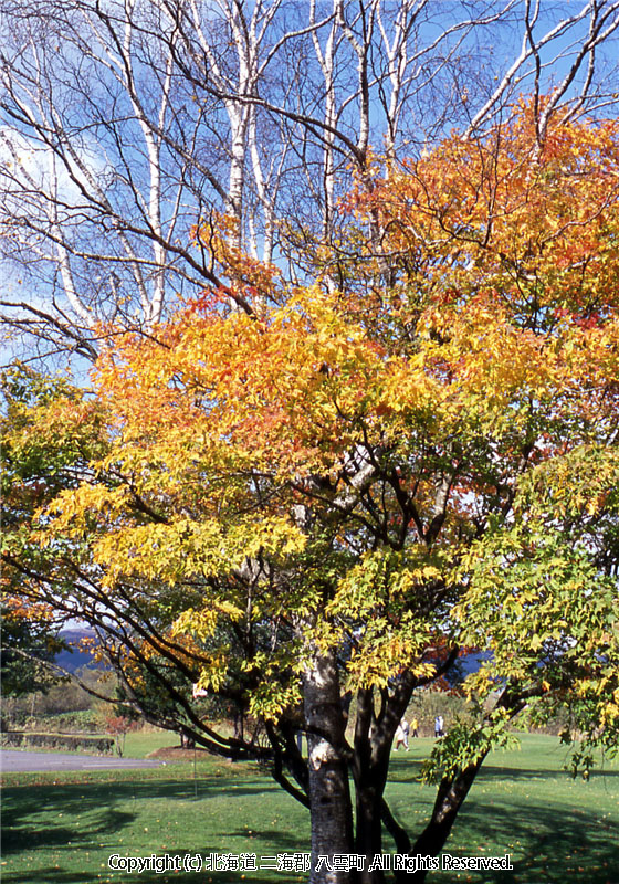 H15.10.27　さらんべ公園