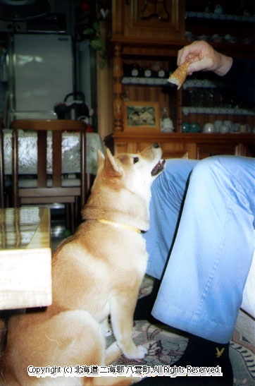 H14 犬