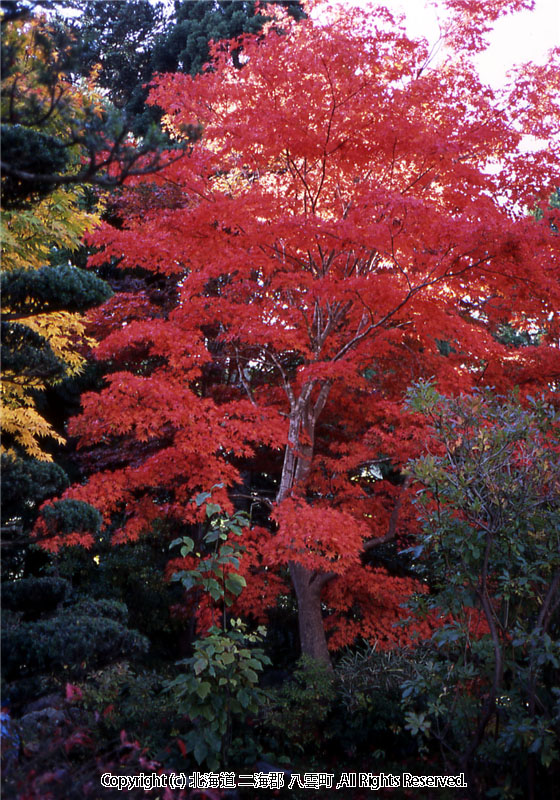 H15.10.23 梅村庭園