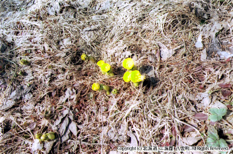 H14.03.13 ふきのとう、福寿草（鈴木吉治宅）