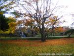 H16.11.05 さらんべ公園