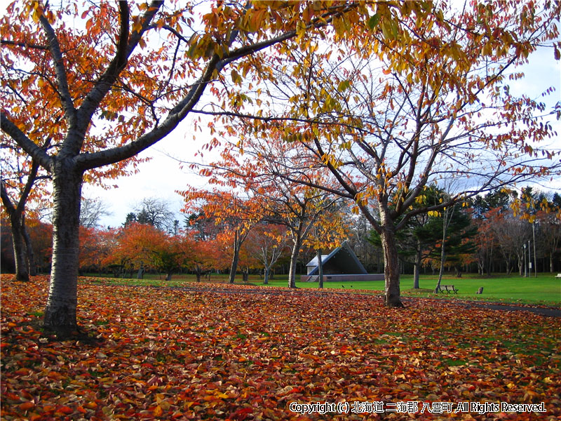 H16.11.05 さらんべ公園